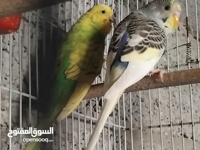 بسم الله توكلت على الله.. أقرا الوصف