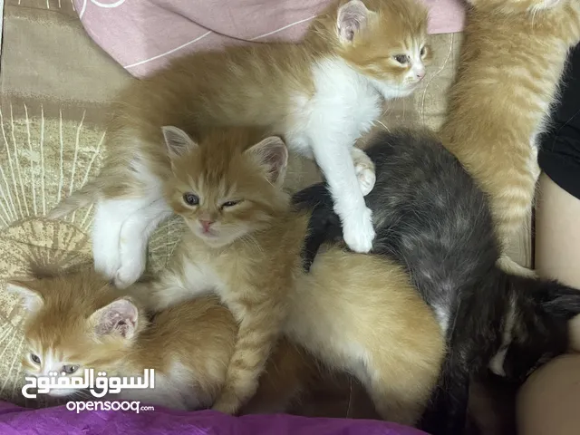 قطط ميكس للبيع لون برتقالي