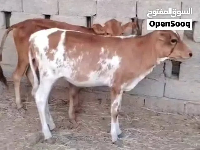 عجلات مهجنات فرصه الا يريد يربي جروزات ف الأكل ماشاء الله
