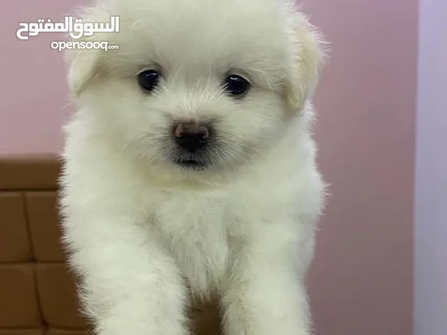 Pure mini griffon