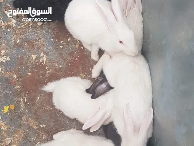 أرانب للبيع الوصف مهم