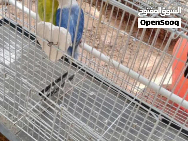 متاح كوبية فشر معها خمسة فروخ الله يبارك تاني انتاج / متاح 3 ذكور فشر