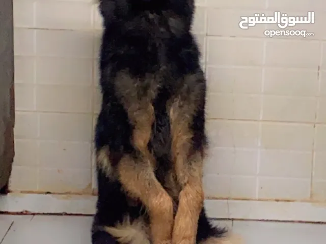 للبيع انثى جيرمن شيبرد بيور