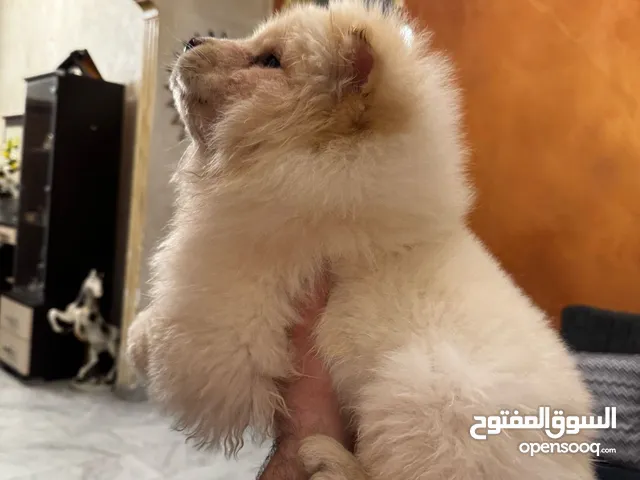 جرو تشاو تشاو لعوب للبيع