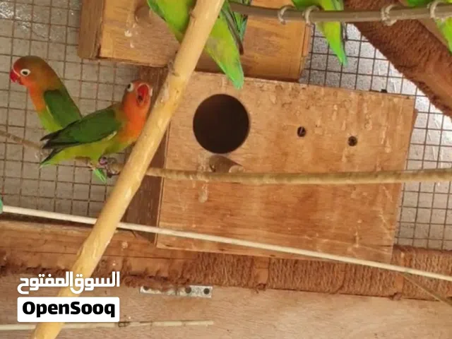 للبيع فروخ الفيشر انتاج معي ملبسنهن حجول فرجولهن مرقمات مكتوب رقم تلفوني والقبيلة