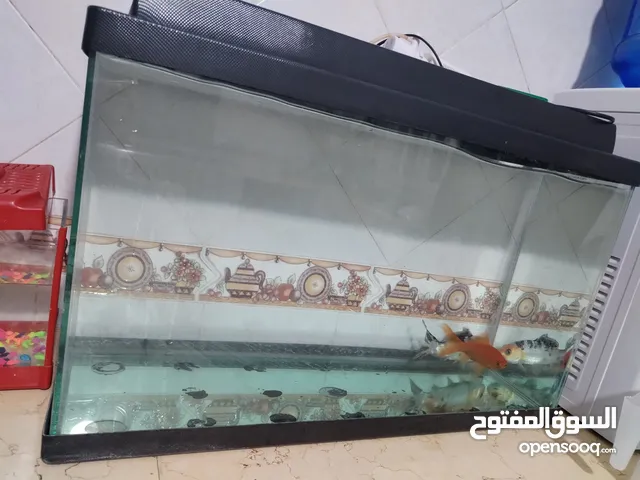 حوض سمك و سمك كوي حجم كبير