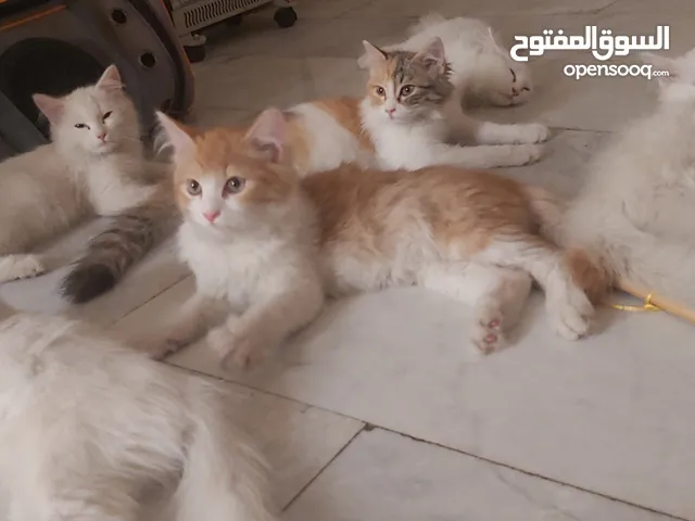 قطط للبيع بحاله صحيه ممتازه لعدم التفرغ
