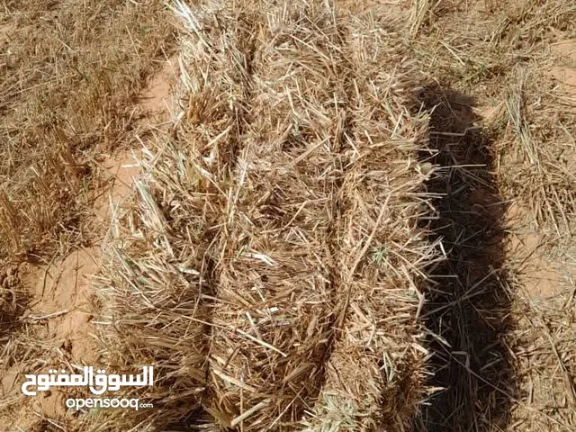قصيبه للبيع 150باله