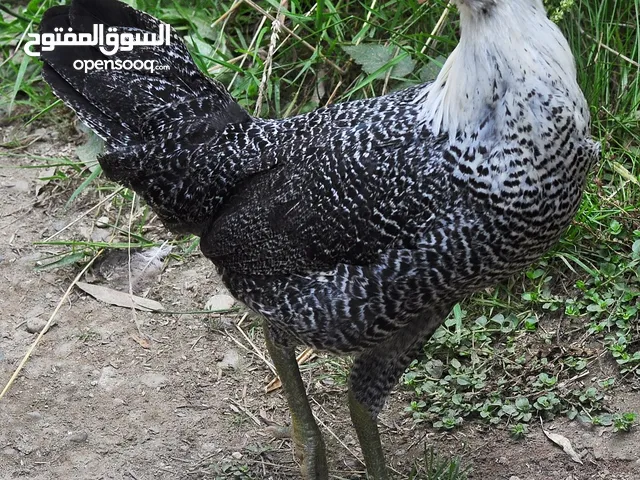 دجاج فيومي ذهبي و الفضي البياض