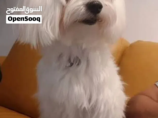 انثى مالتيز ميني أصلي
