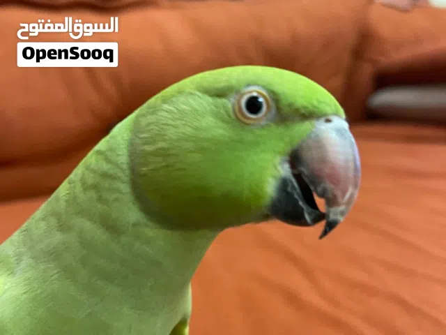 انثي درة هندي هدد داخلي عمر سنه ونصف صحة ممتازه وحجم  البيع لعدم التفرغ