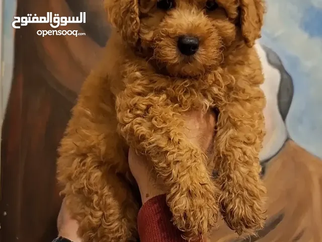 toy poodle T_cup now in Jordan  توي بودل تيكب بجميع الأوراق والثبوتيات والجواز والمايكرتشيب من روسيا