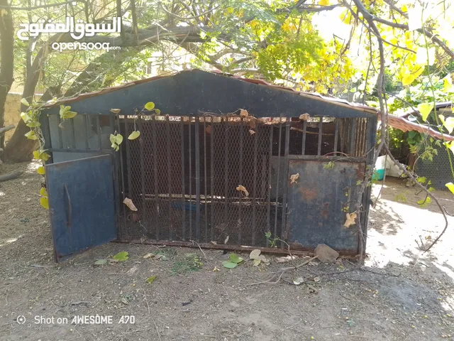 براكة كلاب للبيع