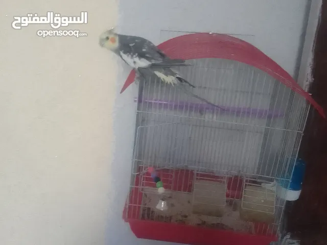 كوكتيل اليف