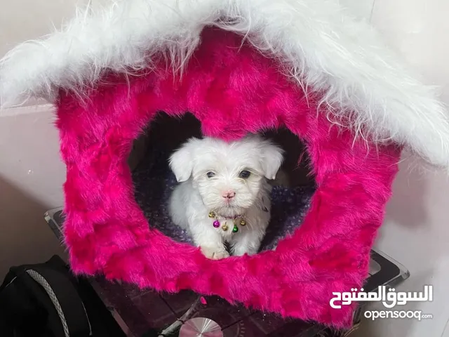 كلب زينة للبيع