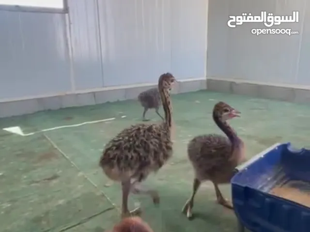 نعام أفريقي للبيع
