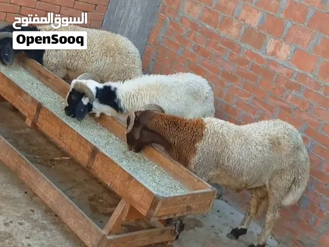 بسم الله الرحمن الرحيم السبت 9 /5/ 2026  خرفان سوبر بسم الله ما شاء الله.. متاح بفضل الله 3 ذكور أوس