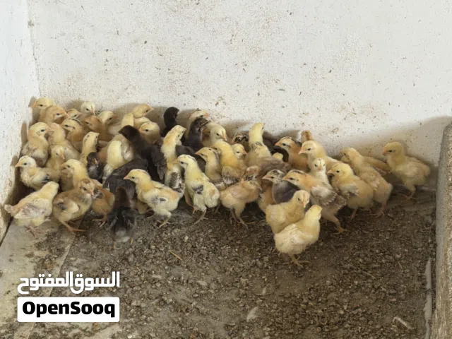 صيصان الدجاج العماني للبيع