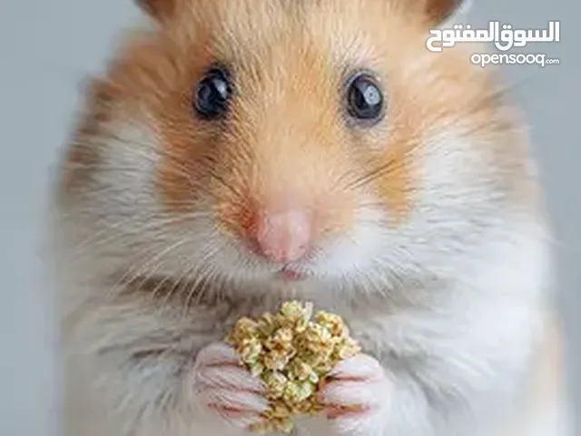 هامستر سوري & غيني بيغ Syrian Hamster