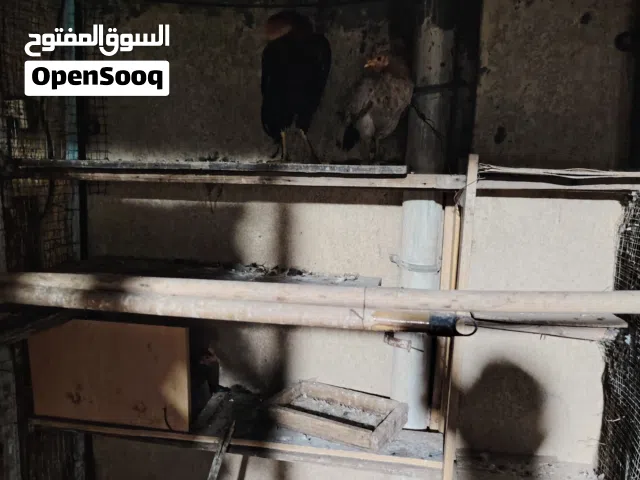 دجاج 3 نثايه وديج وفراخ 2 ودجاجه جواها بيض ابيع كلهن 100