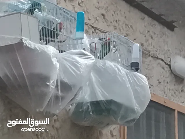 جوز روز مع ذكر للبيع بسعر ممتاز حرق حرق حرق