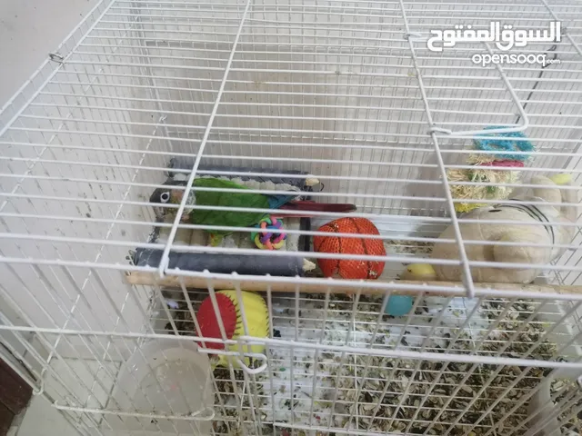 ببغاء كنيور اليف