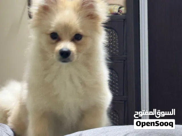 كلب بنورينمان عمر سبع شهور