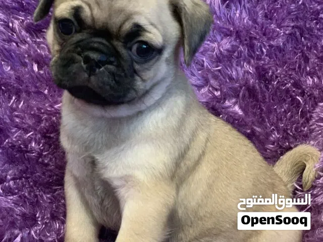 ولد مينى بج لطيف مع الأطفال ومحب العب