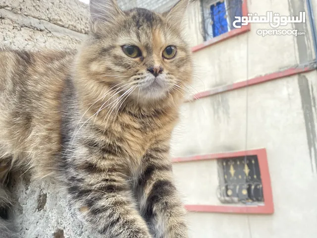للتبني انثى شيرازيه