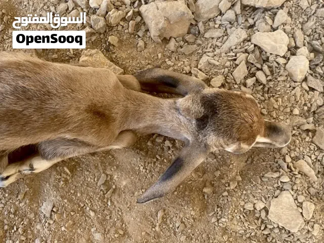 ذكر غزال الدماني الجبلي