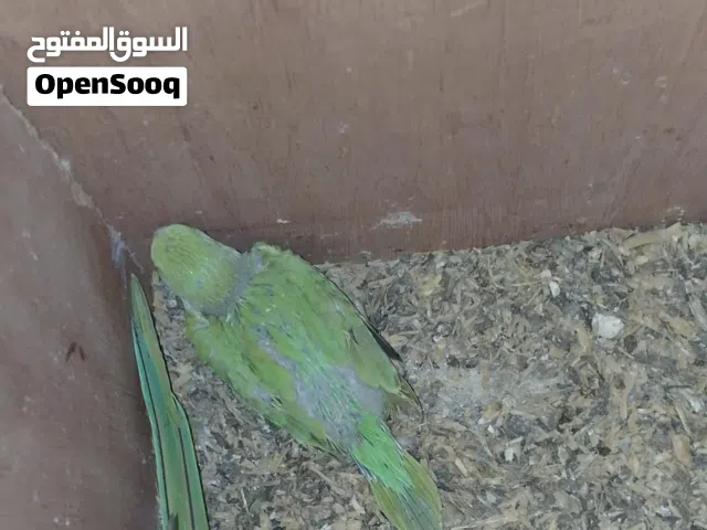 مطلوب فرخ متو اخضر بسعر معقول الي عنده حياه خاص