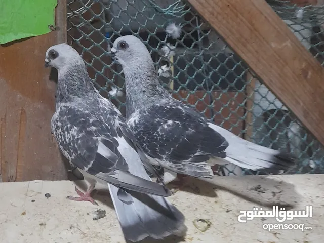 متاح جوز قراقطه وجوز مغبير للبيع