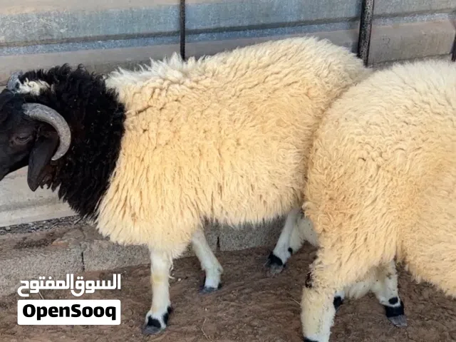 خرفان 7شهور ربي يبارك شعير صافي طرفين وسعر الطرف 2550 الطرف