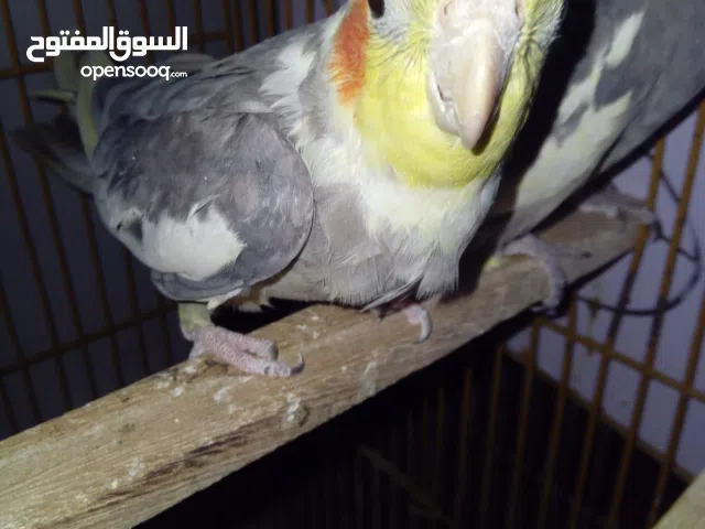 جوز كوكتيل للبيع