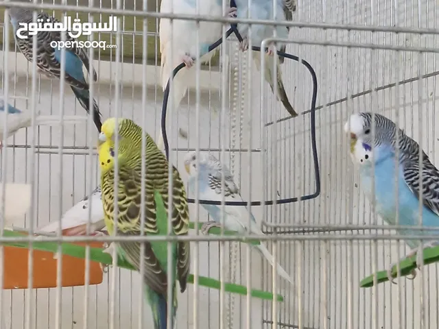للبيع: عصافير حب بصحة ممتازة، في منهم تحتهم بيض!