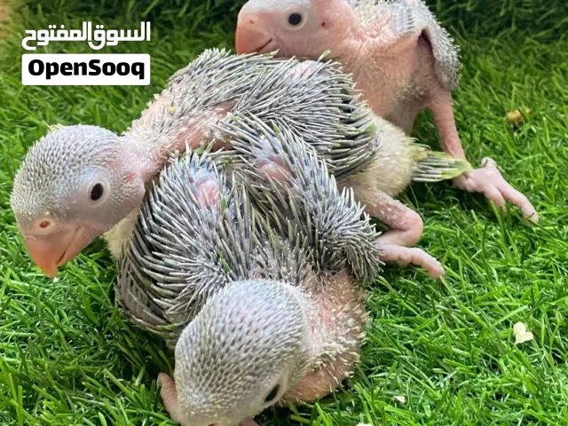 فروخ ببغاء الدره
