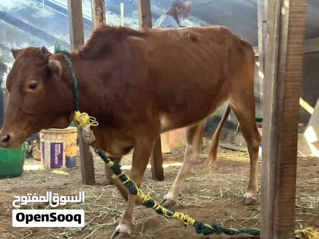 بقرة عمانية محليه