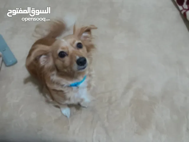 كانيشة للبيع