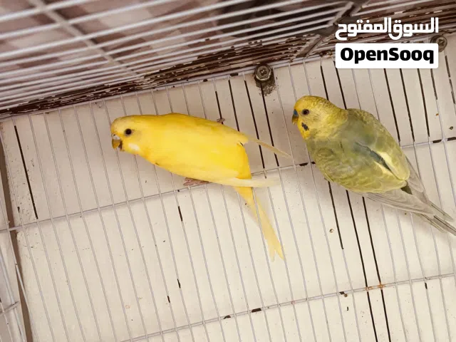 جوز بقلينو دكر رينبو انتى فاكتر صفره عين سوده متوفر ريش مصراته بي جنب جزيره قراره