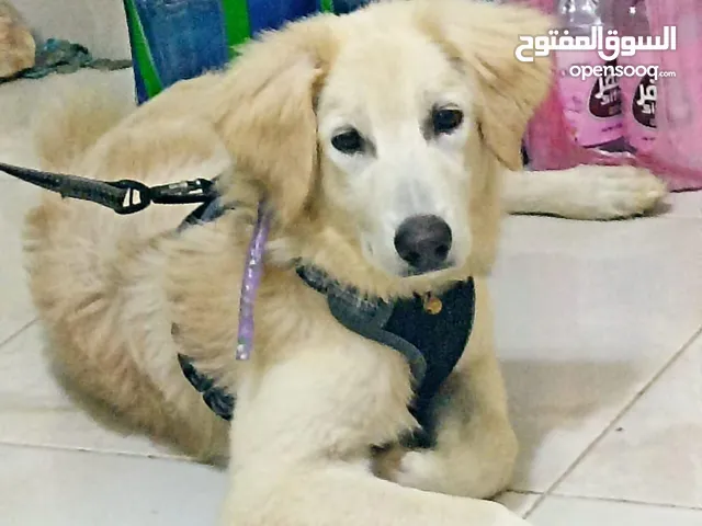 كلب صغير ف العمر طيب وأليف ويملك جواز