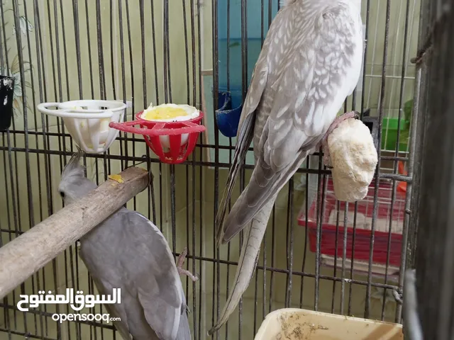 جوز كوكتيل شغال