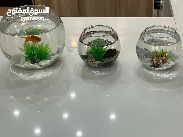 سمك فايتر نخب واحواض وزينة