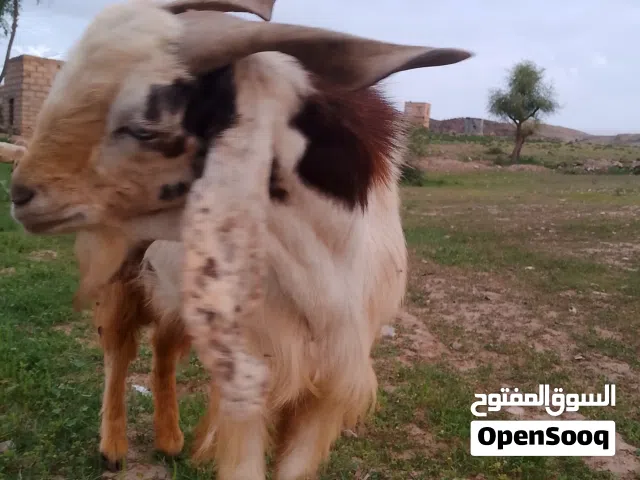 ماعز تيس هندي