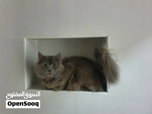 بريطاني لونغ هير
