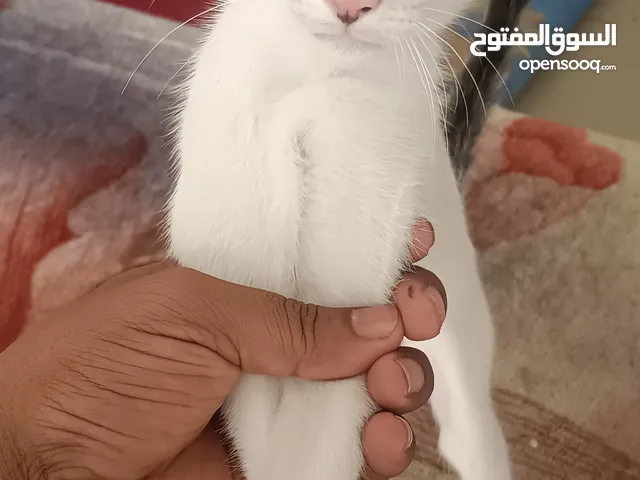 pet kitten for free