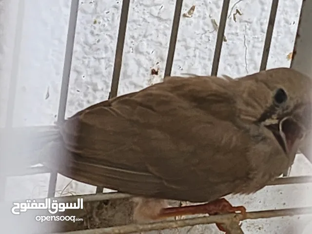 زوج زيبرا فينك بلدي منتج
