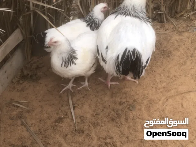 السلام عليكم متاح بفضل الله كوبية سايكس 6 شهور الفروج رجله عوجة شوي اموره طيبا ناشط