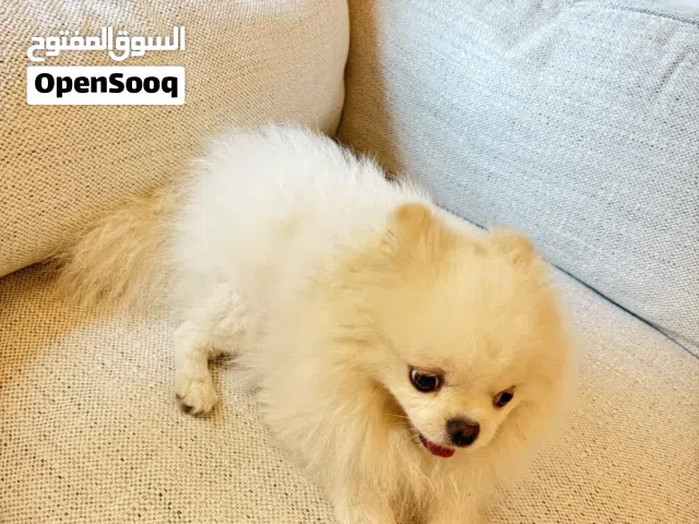 Teddy Bear Face Pomeranian