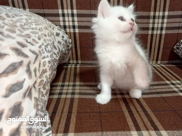 قطط صغيرة للبيع
