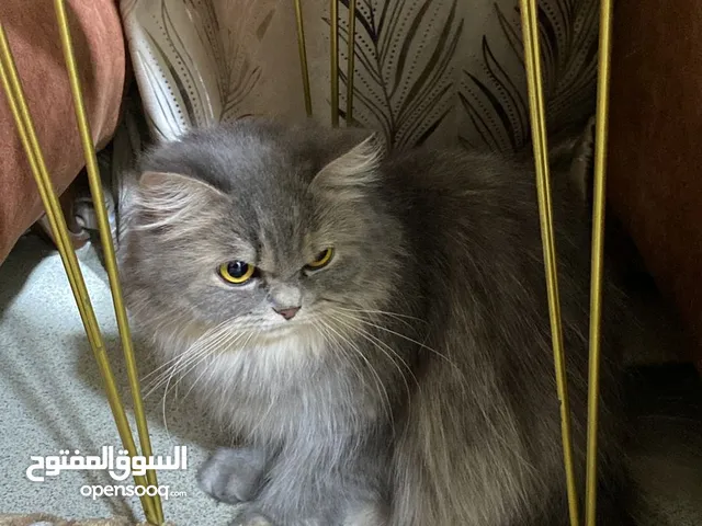 قطط انثئ شيرازي وهملايه وبيرشن